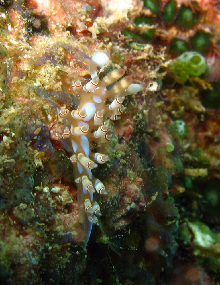 Flabellina bilas